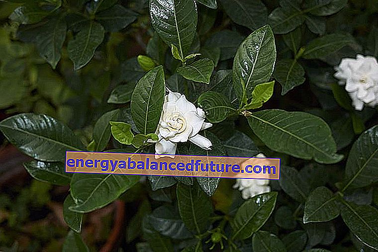 Gardenia en maceta - cultivo, cuidado, riego, precio 2