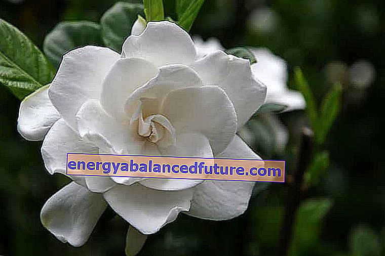 Hermosa flor de gardenia blanca