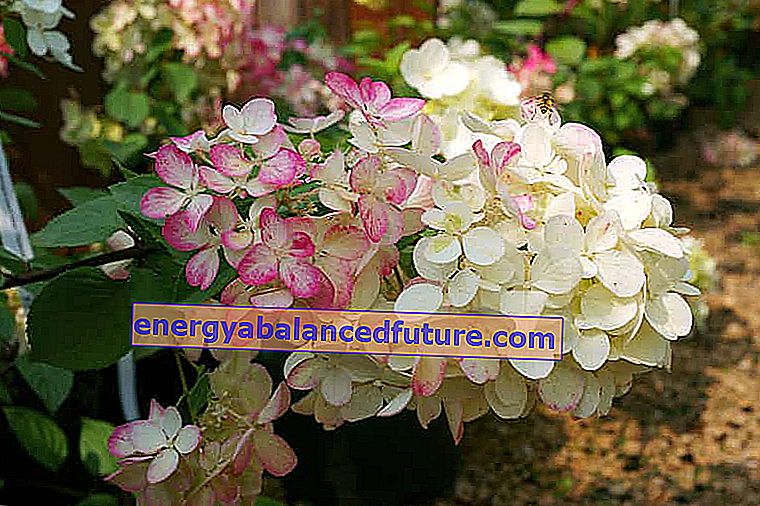 Kukkakimppuisen hydrangean kauneimmat lajikkeet - yleiskatsaus ja käytännön neuvoja