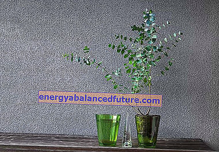 Modrý eukalyptus (Gunnii) - výsadba, pestovanie, starostlivosť, orezávanie