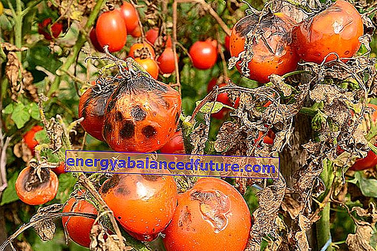 Tomatsykdommer - hvordan håndtere dem?  2