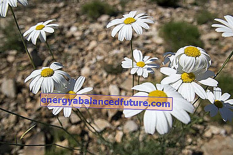 Dalmatínska chryzantéma - popis, výsadba, pestovanie, starostlivosť, rady