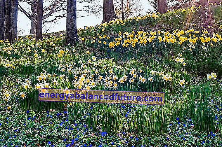 Narcissus - vårblomst - varianter, planting, dyrking, pleie 2