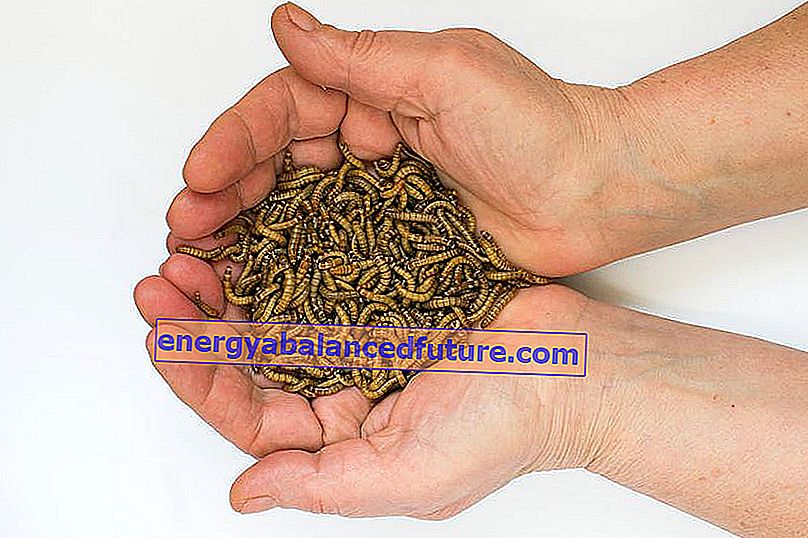 Las larvas de insectos de los gusanos de la harina de los molineros se mantienen en las manos, así como el control de plagas.