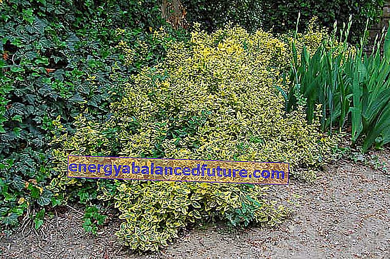 Japansk euonymus i hagen på bakgrunn av andre prydbusker, hvis dyrking og stell er ikke vanskelig