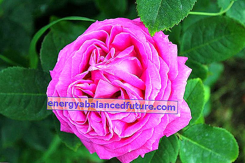 דמשק עלתה ותמונת תקריב של הפרח, כלומר rosa danascena, ומקורו ותכונותיו