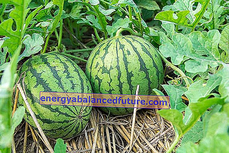 Voksende vannmelon i bakken - planting, avl, stell, sykdommer