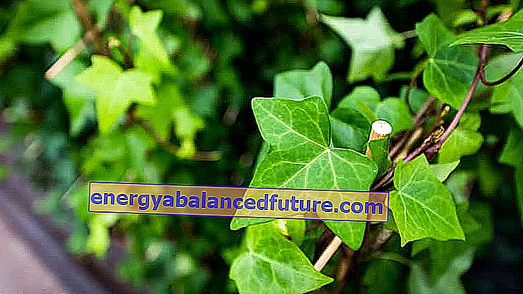 Evergreen eføy - en raskt voksende klatrer - dyrking, stell, råd