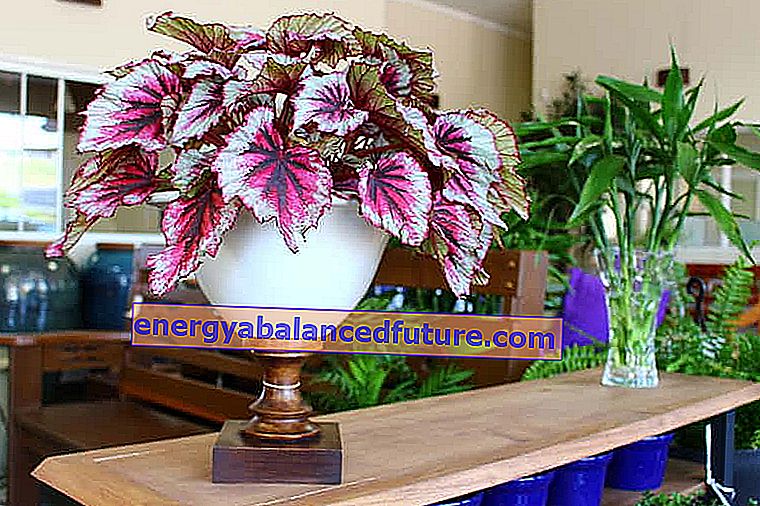 Royal begonia - ποικιλίες, καλλιέργεια, φροντίδα, πότισμα, αναπαραγωγή 2