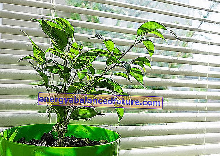 Ficus benjamina - starostlivosť, kultivácia a cenné rady 2 