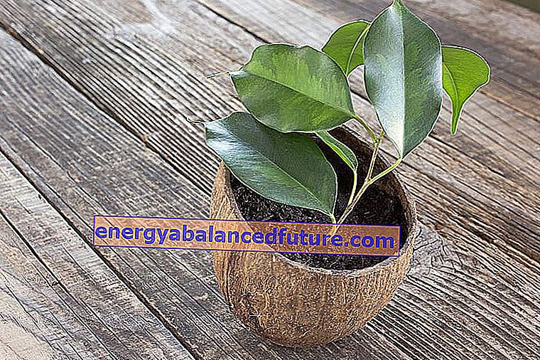 Ficus benjamina - hoito, viljely ja arvokkaita neuvoja 3