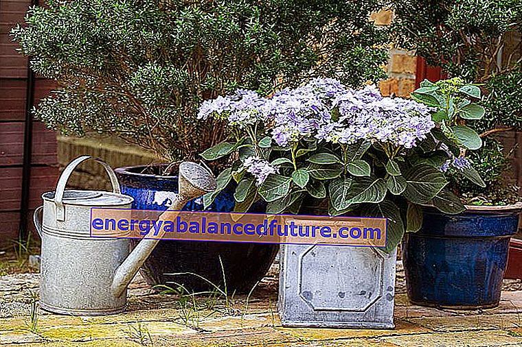 Blå hortensia - plantning, dyrkning, pleje, vanding 2
