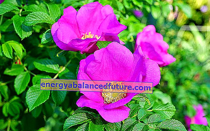 En rynket rose og et nærbilde av blomstene, i tillegg til varianter, planting og stell av rosa rugosa