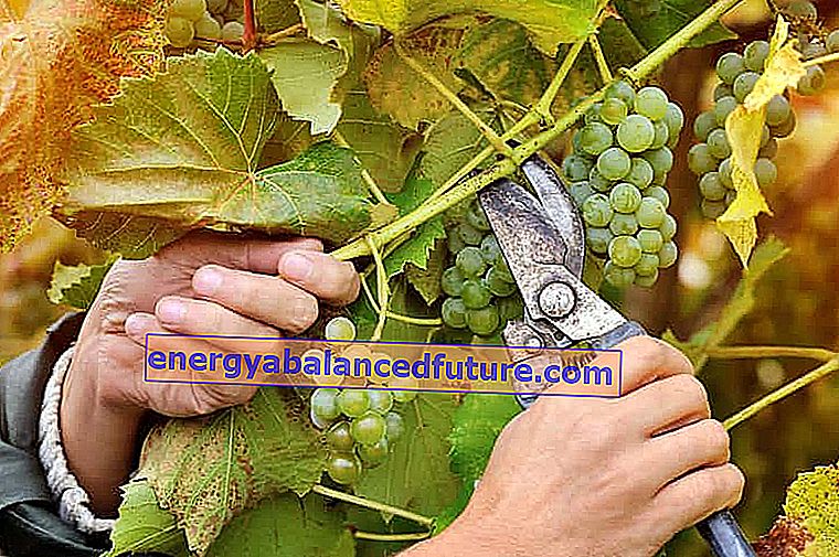 Viinamarjade järkjärguline pügamine - kuidas viinamarju korralikult lõigata?
