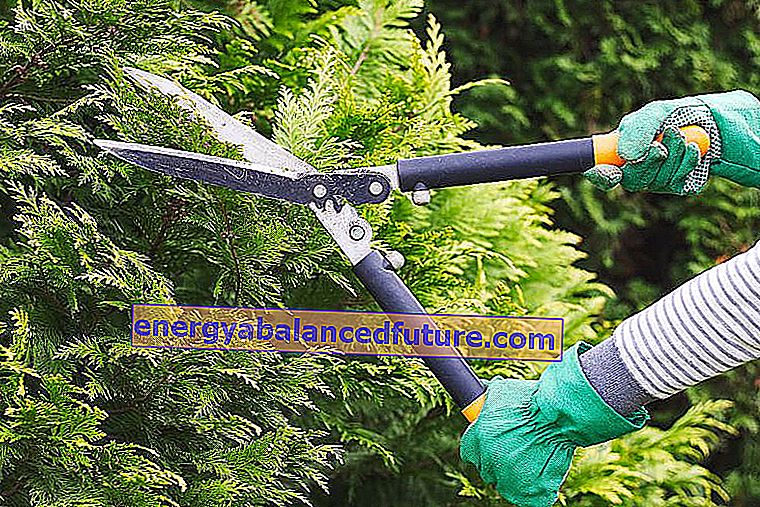 Beskæring af thuja - hvornår og hvordan skal man trimme og pleje nåletræer korrekt? 3