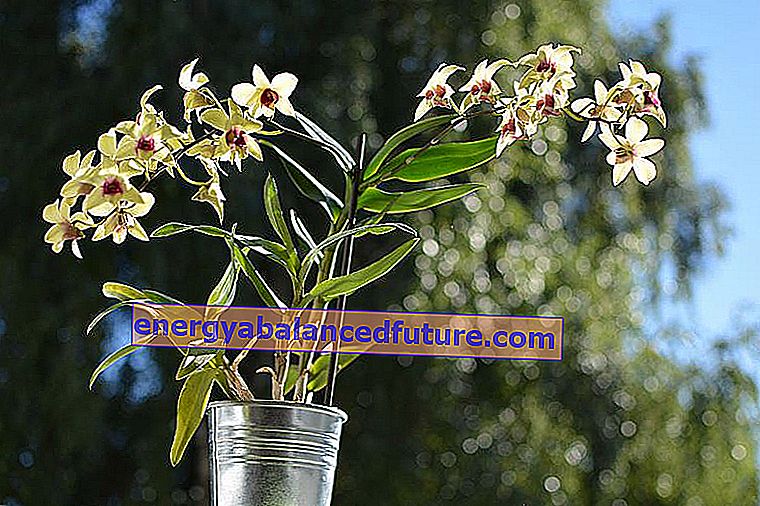 Dendrobium nobile - bu eşsiz orkide 3'ün bakımı, üremesi ve budaması