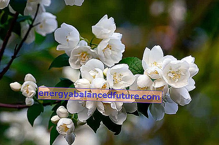 Jasminowiec - odrody, pestovanie, starostlivosť, rez, rozmnožovanie