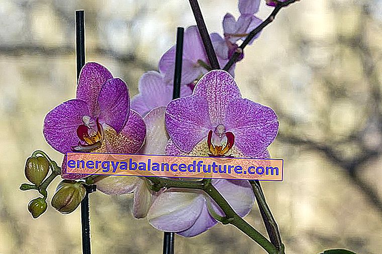 Orkideer på tidspunktet for blomstringen