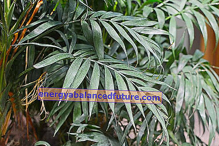 Chamedora rafinovaná (koralová palma) - kultivácia, starostlivosť, polievanie