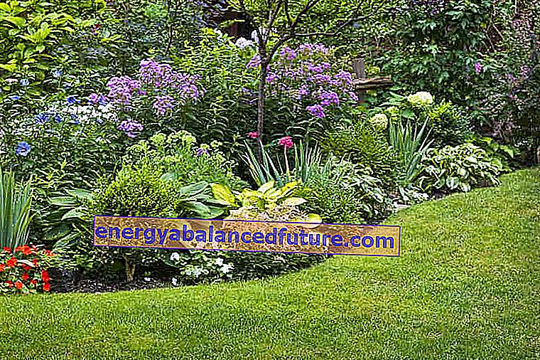 Najlepšie jarné a letné kvitnúce kríky pre vašu záhradu - celonárodných TOP 10!